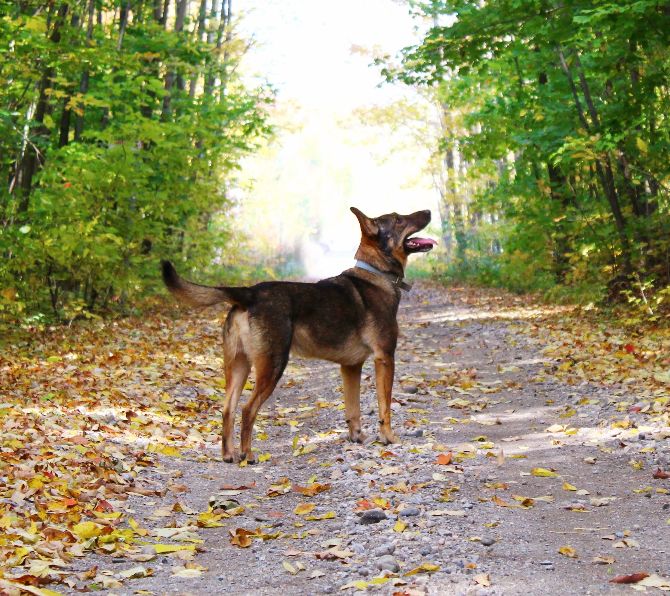 Canine Vaccinations